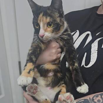 Kiwi -  Domestic Short Hair Cat for Adoption in Jarrettsville, Maryland - Kiwi | PetCurious