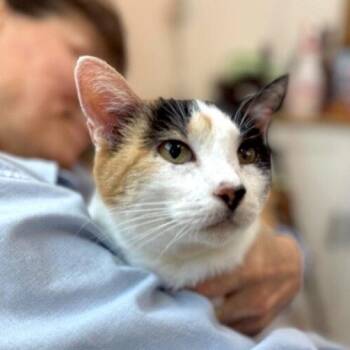 Calico and Domestic Short Hair Cats Available for Adoption in Friendswood, Texas - Molly Fish | PetCurious