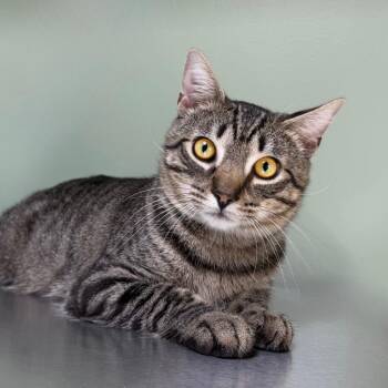 Mojo Jojo -  Domestic Short Hair Cat for Adoption in State College, Pennsylvania - Mojo Jojo | PetCurious