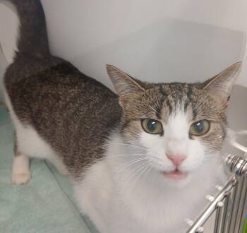 Bella -  Domestic Short Hair and Tabby Cat for Adoption in Greenfield, Indiana - Bella | PetCurious
