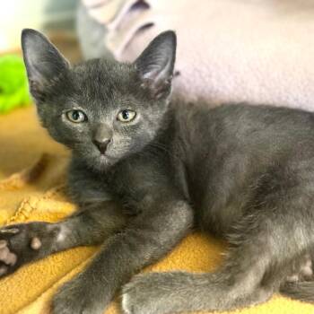 Mikey -  Domestic Short Hair Cat for Adoption in Wheeling, Illinois - Mikey | PetCurious