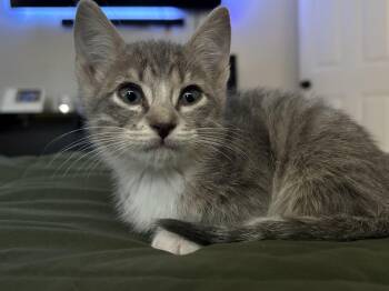Rescue Domestic Short Hair Cats for Adoption in Benbrook, Texas - Jack | PetCurious