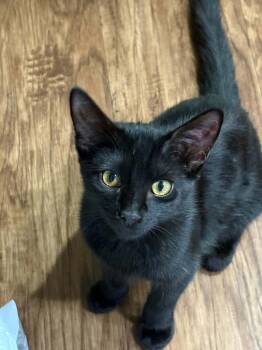 Cindy Lou Who -  Domestic Short Hair Cat for Adoption in Youngtown, Arizona - Cindy Lou Who | PetCurious