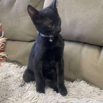 Woody -  Bombay and American Shorthair Cat for Adoption in Mission Viejo, California - Woody | PetCurious