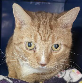 Domestic Short Hair Cats Available for Adoption in Sault Ste. Marie, Michigan - Pretty Boy | PetCurious