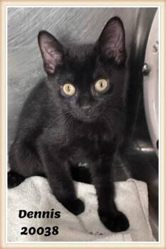 DENNIS -  Domestic Short Hair and Bombay Cat for Adoption in Marietta, Georgia - DENNIS | PetCurious