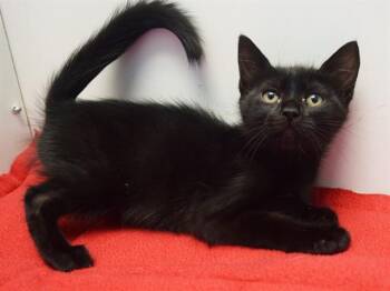 ELVIRA -  Domestic Short Hair Cat for Adoption in Sacramento, California - ELVIRA | PetCurious