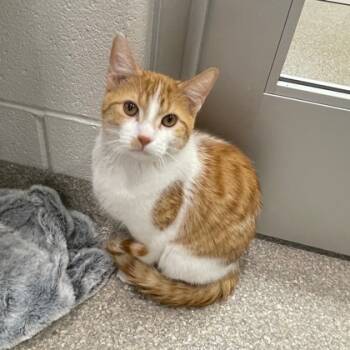Rescue Domestic Short Hair Cats for Adoption in Wheaton, Illinois - Jimmy John | PetCurious