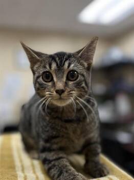 VELVET -  Domestic Short Hair Cat for Adoption in Aliquippa, Pennsylvania - VELVET | PetCurious