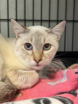 Blair -  Siamese Cat for Adoption in Rock Springs, Wyoming - Blair | PetCurious