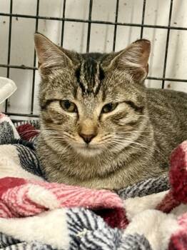 Rescue Domestic Short Hair Cats for Adoption in Fort Worth, Texas - Baxter | PetCurious