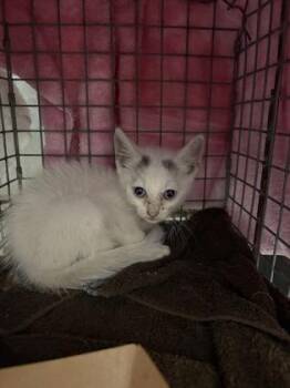 Peeta -  Domestic Short Hair Cat for Adoption in Honolulu, Hawaii - Peeta | PetCurious