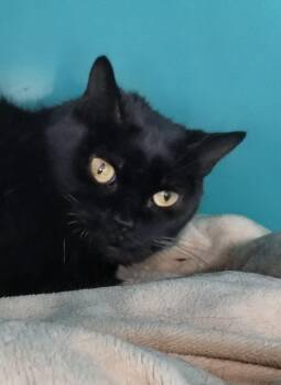 Simon -  Bombay Cat for Adoption in Oakland Park, Florida - Simon | PetCurious