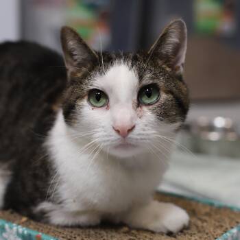 Rescue Domestic Short Hair Cats for Adoption in Endicott, New York - Peter Piper | PetCurious