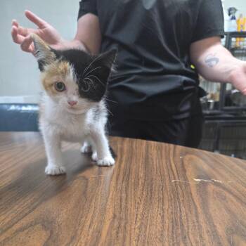 Tabitha -  Domestic Short Hair Cat Available for Adoption in Clanton, Alabama - Tabitha | PetCurious