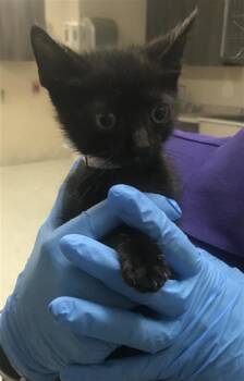 CONNOR -  Domestic Short Hair Cat for Adoption in Conroe, Texas - CONNOR | PetCurious