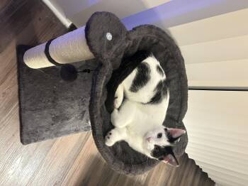 Rescue Domestic Short Hair Cats for Adoption in Sandy Springs, Georgia - Daisy | PetCurious