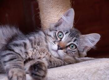Rescue Domestic Short Hair Cats for Adoption in Seattle, Washington - Nefer And Serquet | PetCurious
