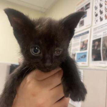 Acorn Squash -  Domestic Short Hair Cat for Adoption in Chicago, Illinois - Acorn Squash | PetCurious