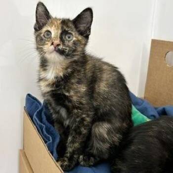 Indira -  Domestic Short Hair Cat for Adoption - Indira | PetCurious
