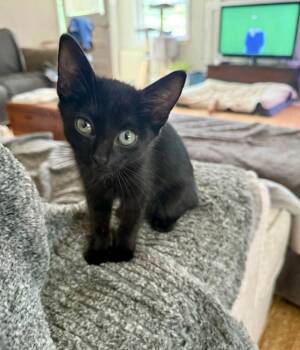 Spinach -  Domestic Short Hair Cat for Adoption in Cary, North Carolina - Spinach | PetCurious