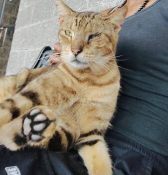 Rescue Domestic Short Hair Cats for Adoption in Port Orange, Florida - Leo (LOVES LAPs-lover) Watch Video!! | PetCurious