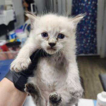 Domestic Short Hair Cats Available for Adoption in Summerville, South Carolina - Huron | PetCurious