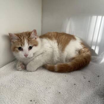 Domestic Short Hair Cats Available for Adoption - Sherman Catfish | PetCurious