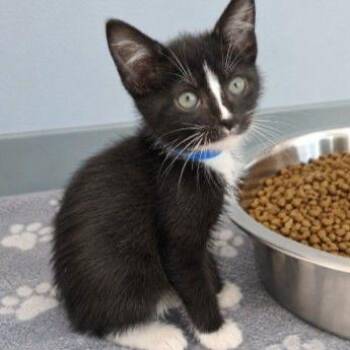 Texas -  Domestic Short Hair Cat for Adoption in Buffalo, Minnesota - Texas | PetCurious