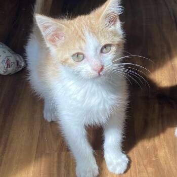 Kol Korran -  Domestic Short Hair Cat for Adoption in Fredericksburg, Virginia - Kol Korran | PetCurious