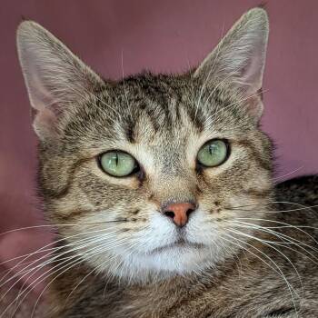 Athena - Adoption Fee Paid -  Domestic Short Hair Cat Available for Adoption in Jefferson, Wisconsin - Athena - Adoption Fee Paid | PetCurious