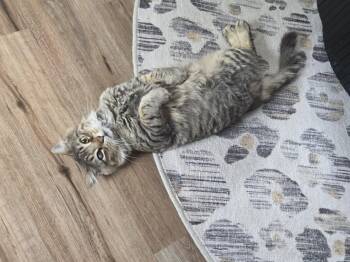 Toes -  Domestic Medium Hair Cat for Adoption in Bethel Park, Pennsylvania - Toes | PetCurious