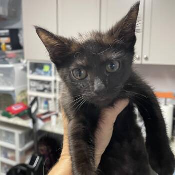 Madrid -  Domestic Short Hair Cat for Adoption in Durham, North Carolina - Madrid | PetCurious
