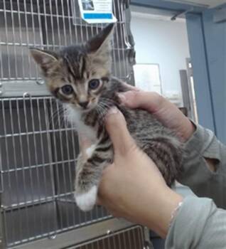 MILO -  Domestic Short Hair Cat for Adoption in Salinas, California - MILO | PetCurious