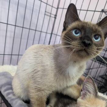 Cicada -  Siamese Cat for Adoption in West Plains, Missouri - Cicada | PetCurious
