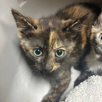 Swell -  Domestic Short Hair Cat for Adoption in Windsor, Virginia - Swell | PetCurious