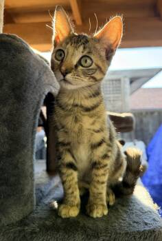 turbo -  Torbie and Domestic Short Hair Cat for Adoption in San Jose, California - Turbo | PetCurious