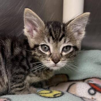 Jason Todd -  Domestic Short Hair Cat for Adoption in Palm Springs, California - Jason Todd | PetCurious