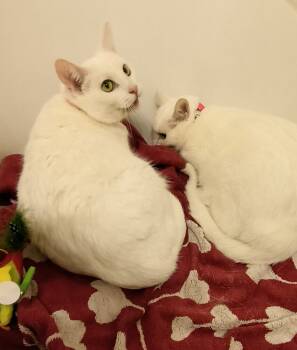 Rescue Domestic Short Hair Cats for Adoption in Wheaton, Illinois - Mopsy (bonded To Flopsy) | PetCurious