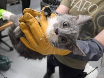 KYLA -  Domestic Short Hair Cat for Adoption in Indianapolis, Indiana - KYLA | PetCurious