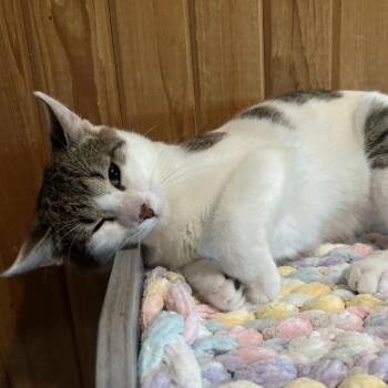 Domestic Short Hair Cats Available for Adoption - Clyde | PetCurious