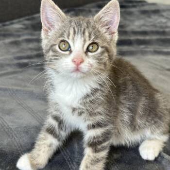 Tabby Cats Available for Adoption in Pasco, Washington - Pretty Pretty Princess | PetCurious