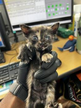 WEDNESDAY -  Domestic Medium Hair Cat for Adoption in Dallas, Texas - WEDNESDAY | PetCurious