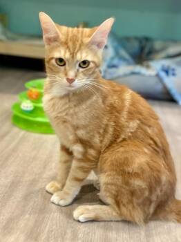 Domestic Short Hair Cats Available for Adoption - Mopsy | PetCurious