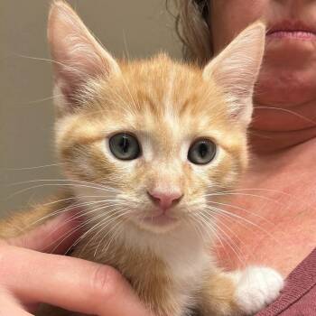 Topaz -  American Shorthair Cat for Adoption in Bethel, Connecticut - Topaz | PetCurious