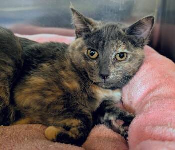 Gidget -  Domestic Medium Hair Cat Available for Adoption in Tucson, Arizona - Gidget | PetCurious