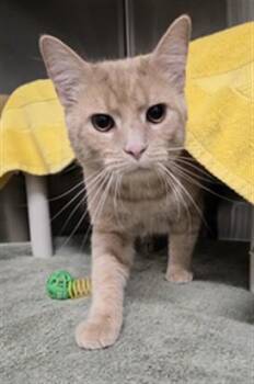 PALMEIRO -  Domestic Short Hair Cat for Adoption in Derwood, Maryland - PALMEIRO | PetCurious