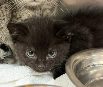 Measle -  Domestic Short Hair Cat for Adoption in Sherwood, Arkansas - Measle | PetCurious