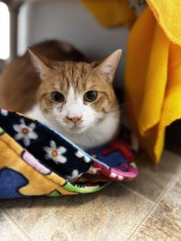 Domestic Short Hair Cats Available for Adoption in Mineral Point, Wisconsin - Sparky | PetCurious