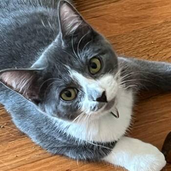 Chattanooga Choo Choo Sweet On You -  Tuxedo and Domestic Short Hair Cat for Adoption in Friendswood, Texas - Chattanooga Choo Choo Sweet On You | PetCurious